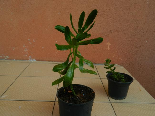 Name:  DSCN1017.jpg
Views: 763
Size:  37.0 KB
