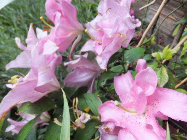 Name:  DSCF7999.jpg
Views: 291
Size:  43.5 KB