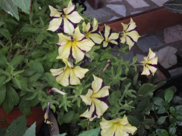 Name:  DSCF8033.jpg
Views: 247
Size:  45.6 KB