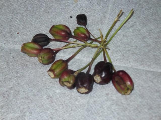 Name:  DSCF8046.jpg
Views: 263
Size:  45.6 KB