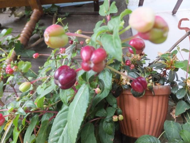 Name:  DSCF8058.jpg
Views: 253
Size:  52.9 KB