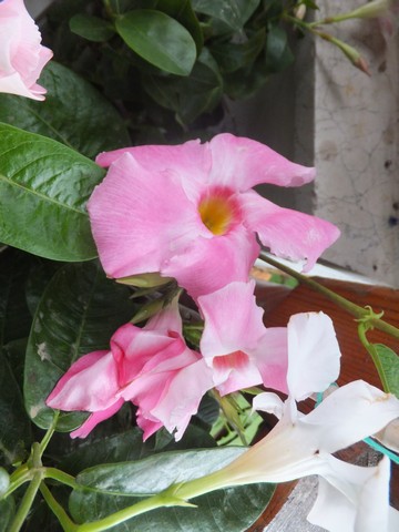Name:  DSCF8079.jpg
Views: 258
Size:  56.8 KB