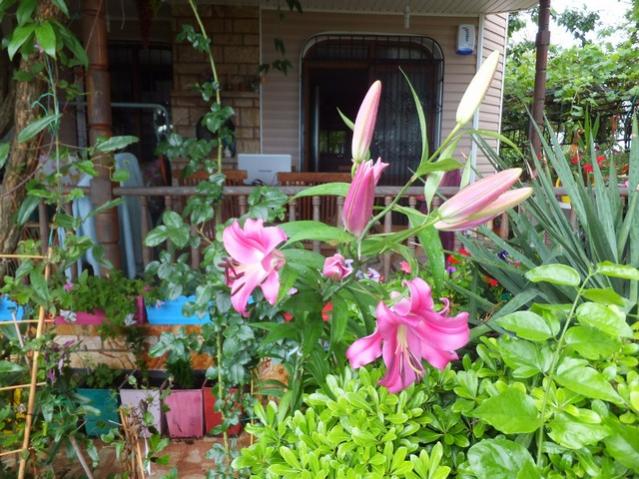 Name:  DSCF8083.jpg
Views: 247
Size:  69.1 KB