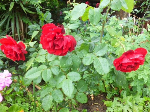 Name:  DSCF8097.jpg
Views: 258
Size:  67.6 KB