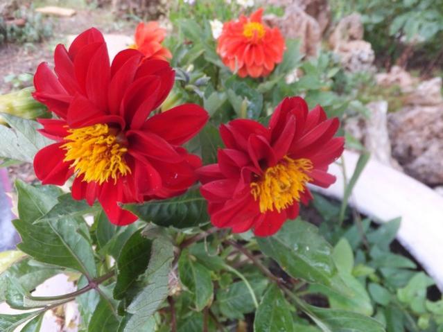 Name:  DSCF8117.jpg
Views: 248
Size:  46.9 KB