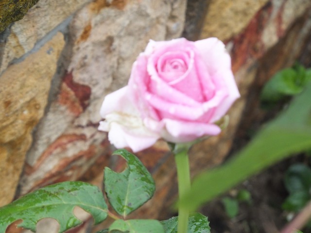 Name:  DSCF8126.jpg
Views: 265
Size:  65.8 KB