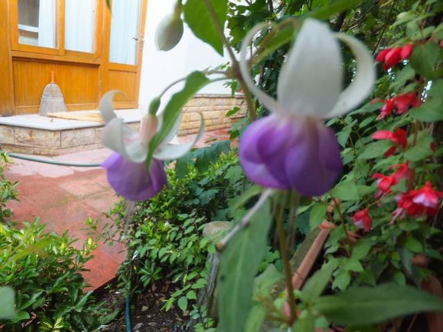 Name:  DSCF8133.jpg
Views: 246
Size:  53.4 KB
