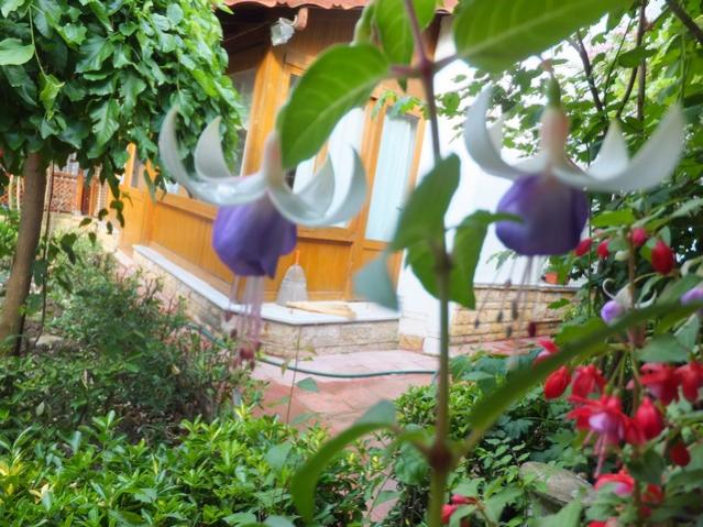 Name:  DSCF8134.jpg
Views: 238
Size:  66.8 KB