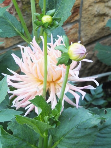 Name:  DSCF8157.jpg
Views: 204
Size:  64.2 KB