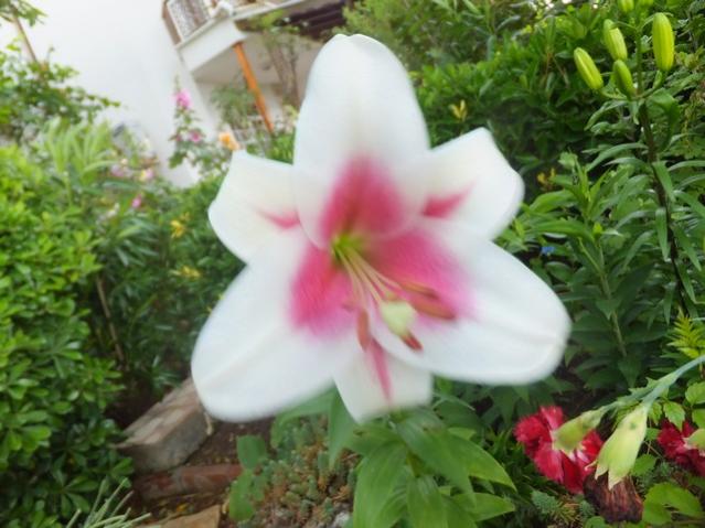 Name:  DSCF8159.jpg
Views: 218
Size:  47.1 KB