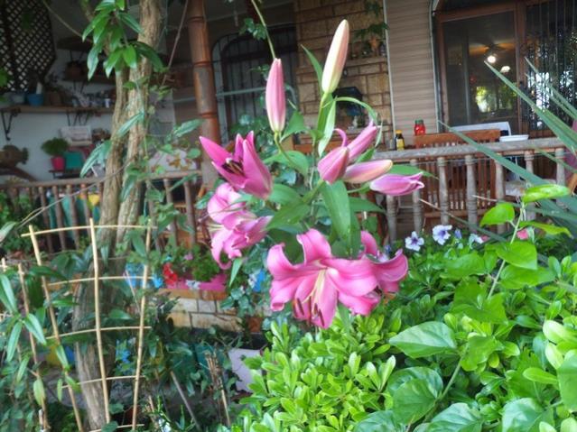 Name:  DSCF8171.jpg
Views: 226
Size:  66.7 KB