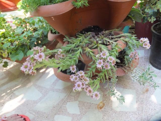 Name:  DSCF8223.jpg
Views: 193
Size:  52.4 KB