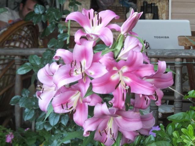 Name:  DSCF8226.jpg
Views: 206
Size:  50.0 KB
