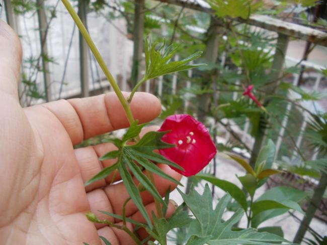 Name:  P1010075a.jpg
Views: 330
Size:  43.7 KB