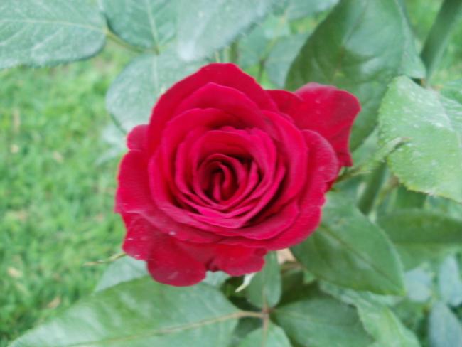 Name:  P1010077a.jpg
Views: 376
Size:  32.2 KB