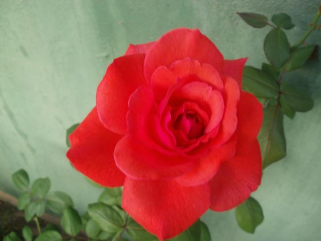 Name:  P1010106a.jpg
Views: 341
Size:  24.1 KB