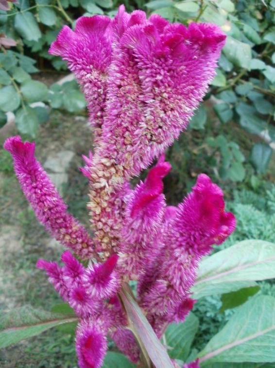 Name:  P1010095a.jpg
Views: 363
Size:  74.9 KB