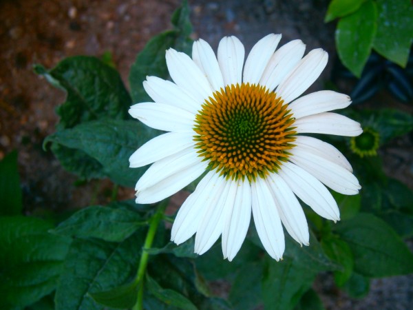Name:  ekinezya.jpg
Views: 777
Size:  58.8 KB