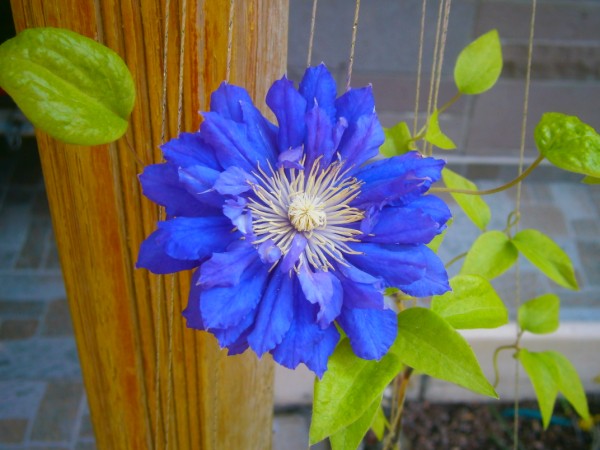 Name:  clematis.jpg
Views: 794
Size:  63.8 KB