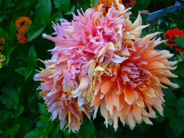 Name:  dahlia2.jpg
Views: 784
Size:  46.7 KB