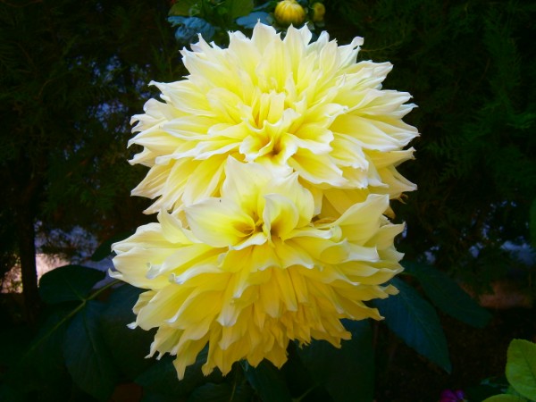 Name:  dahlia.jpg
Views: 794
Size:  59.5 KB