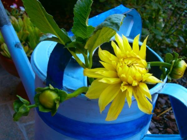 Name:  dahlia3.jpg
Views: 1188
Size:  40.3 KB