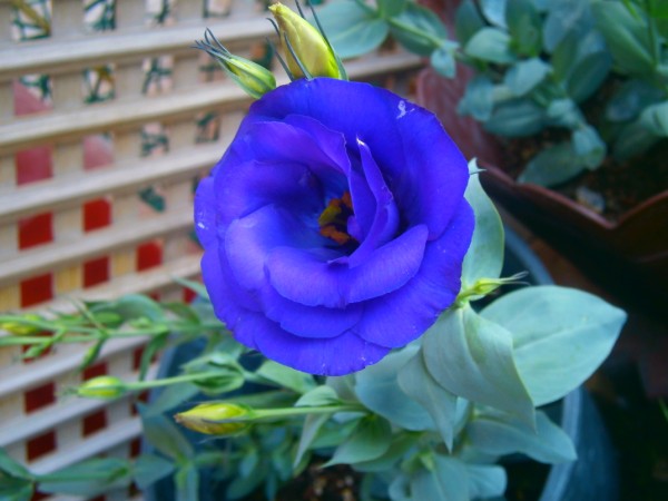 Name:  lisi.jpg
Views: 817
Size:  56.8 KB