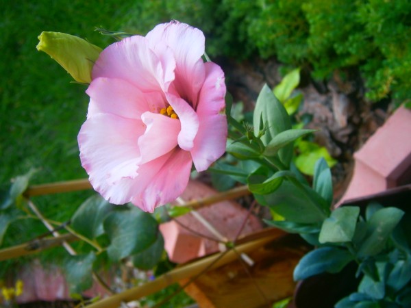 Name:  lisii.jpg
Views: 836
Size:  56.8 KB