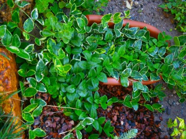Name:  vinca.jpg
Views: 820
Size:  67.6 KB
