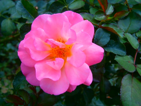 Name:  gl.jpg
Views: 863
Size:  56.9 KB