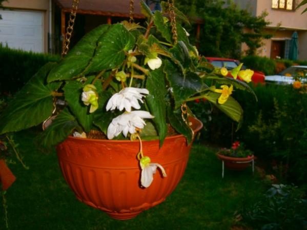 Name:  begonya.jpg
Views: 795
Size:  38.0 KB