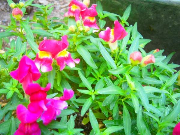 Name:  aslanaz.jpg
Views: 788
Size:  52.3 KB