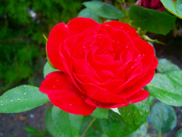 Name:  gl4.jpg
Views: 833
Size:  51.0 KB