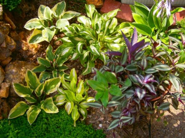 Name:  hosta.jpg
Views: 779
Size:  65.0 KB