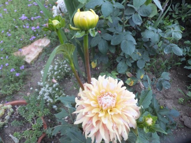 Name:  DSCF8248.jpg
Views: 300
Size:  57.7 KB