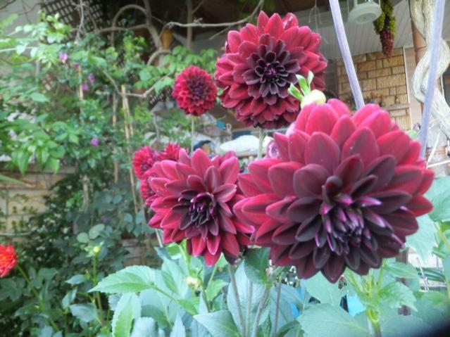 Name:  DSCF8255.jpg
Views: 318
Size:  57.0 KB