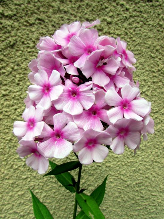 Name:  IMG_8602.jpg
Views: 444
Size:  77.0 KB