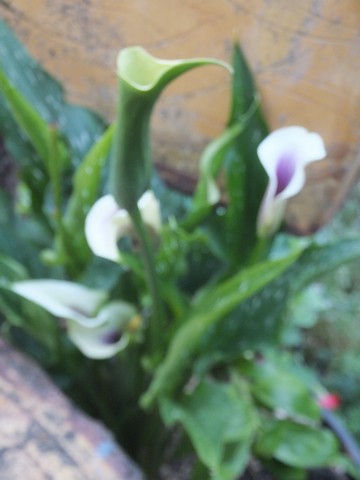 Name:  DSCF8263.jpg
Views: 293
Size:  41.9 KB