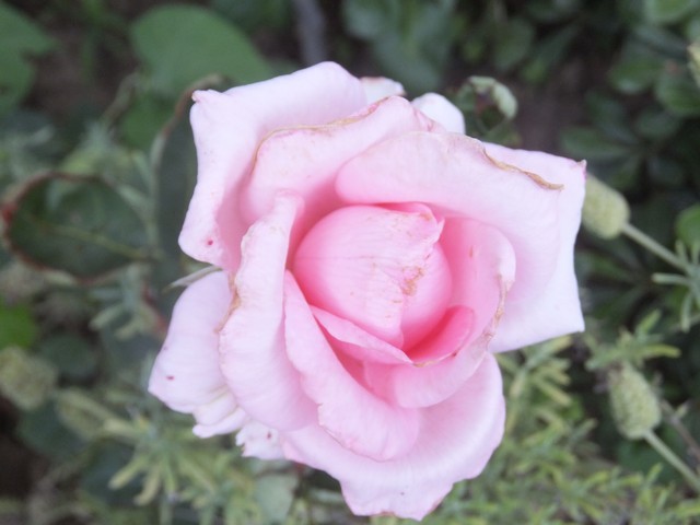 Name:  DSCF8268.jpg
Views: 275
Size:  59.9 KB