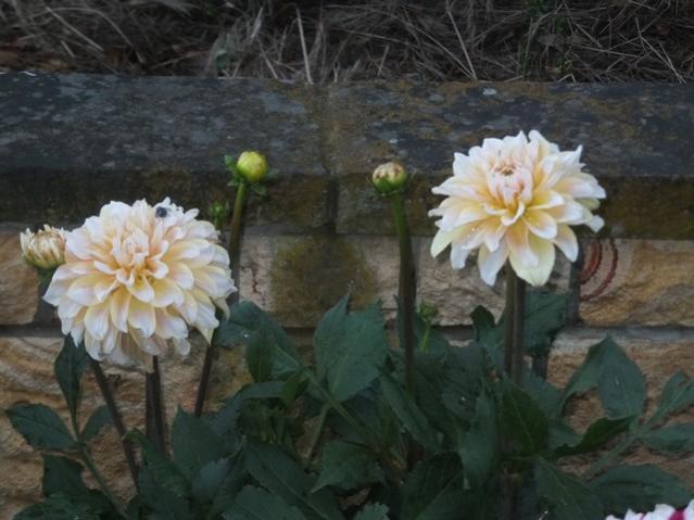 Name:  DSCF8360.jpg
Views: 274
Size:  43.5 KB