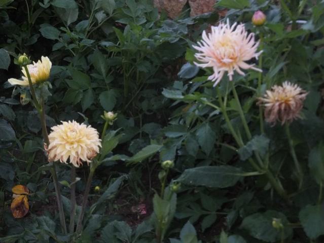 Name:  DSCF8361.jpg
Views: 259
Size:  42.0 KB