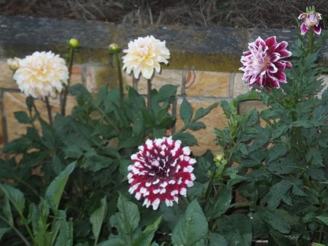 Name:  DSCF8363.jpg
Views: 248
Size:  48.2 KB