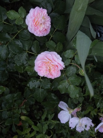 Name:  DSCF8370.jpg
Views: 272
Size:  56.8 KB