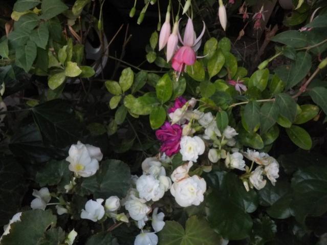 Name:  DSCF8397.jpg
Views: 269
Size:  43.6 KB