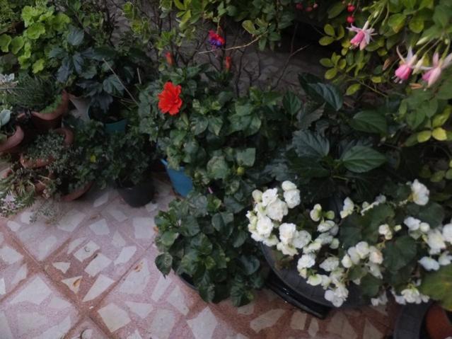 Name:  DSCF8398.jpg
Views: 269
Size:  51.5 KB