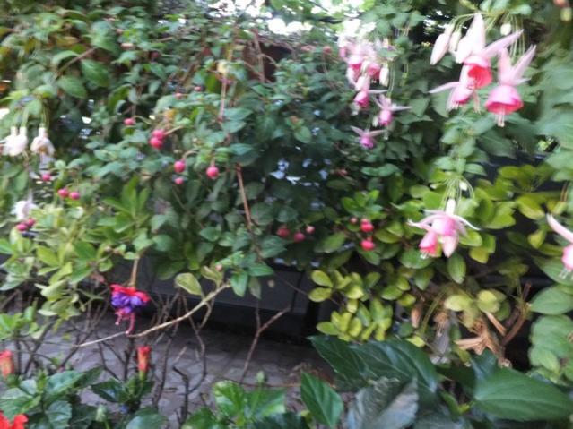 Name:  DSCF8399.jpg
Views: 271
Size:  60.2 KB
