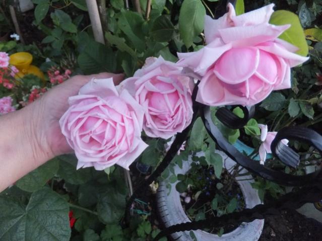Name:  DSCF8438.jpg
Views: 258
Size:  45.8 KB
