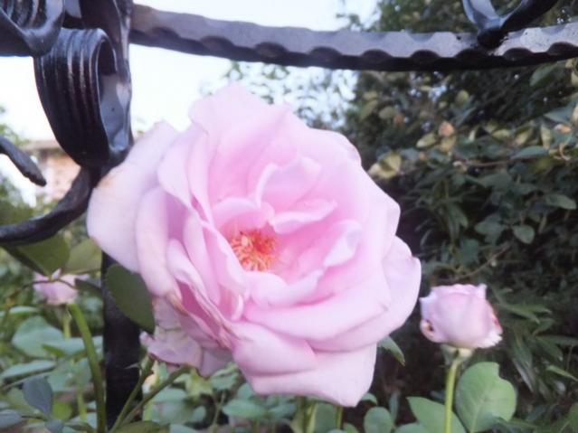 Name:  DSCF8440.jpg
Views: 250
Size:  38.8 KB
