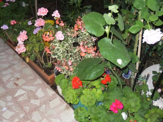 Name:  DSCF8447.jpg
Views: 246
Size:  61.6 KB