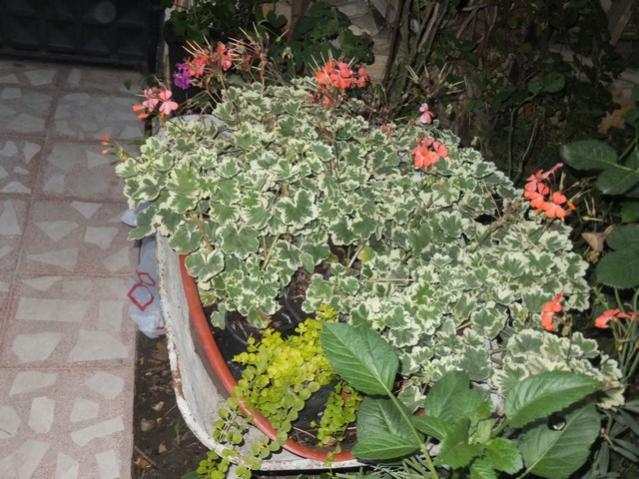 Name:  DSCF8448.jpg
Views: 293
Size:  64.4 KB